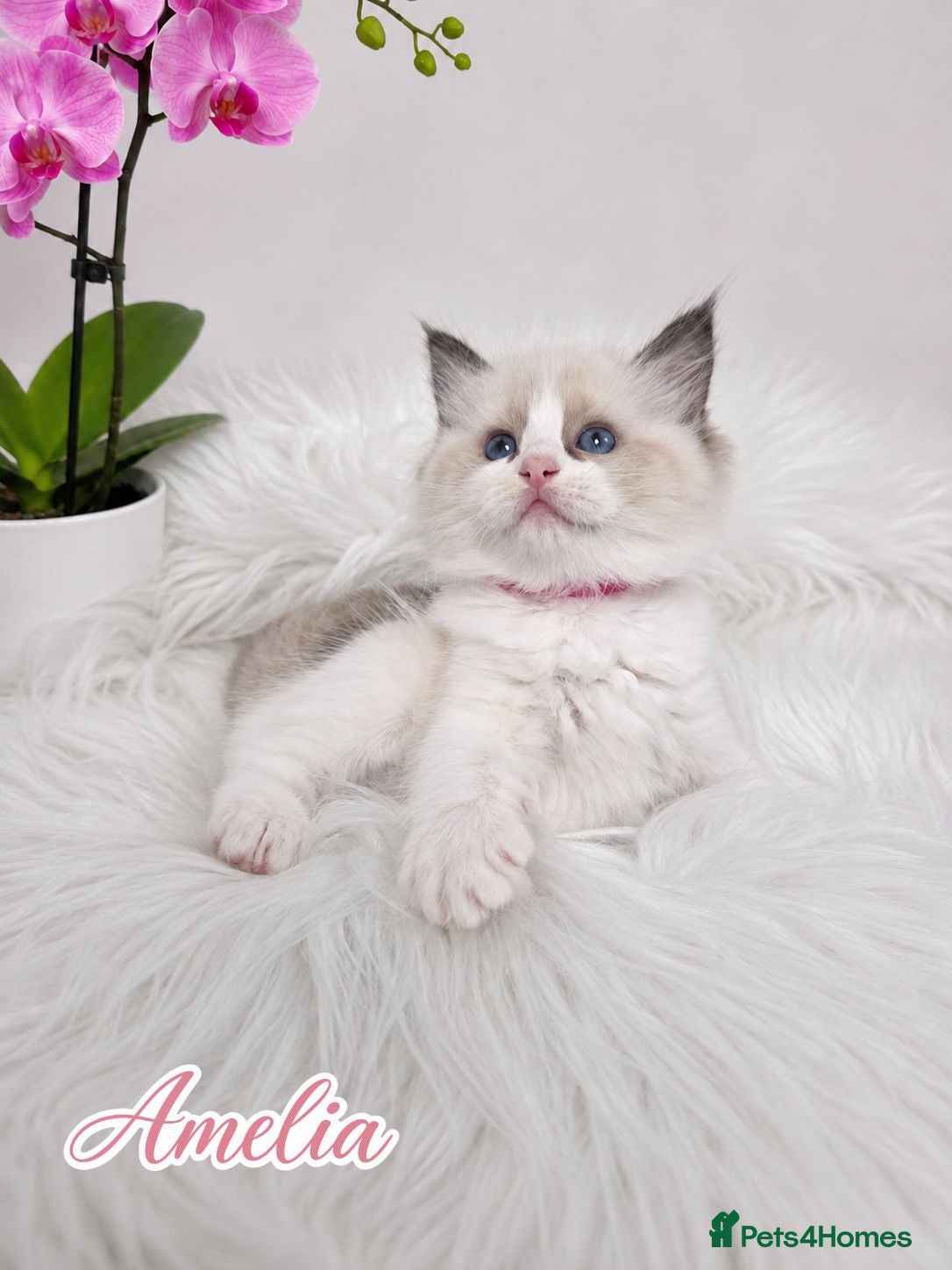 Ragdoll cats 🏆🎖 Premium GCCF Ragdoll Kittens Grand bloodlines - Advert 5