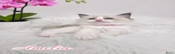 Ragdoll cats for sale: 🏆🎖 Premium GCCF Ragdoll Kittens Grand bloodlines - Advert 8