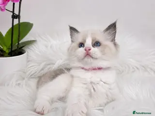 Ragdoll cats 🏆🎖 Premium GCCF Ragdoll Kittens Grand bloodlines - Advert 5