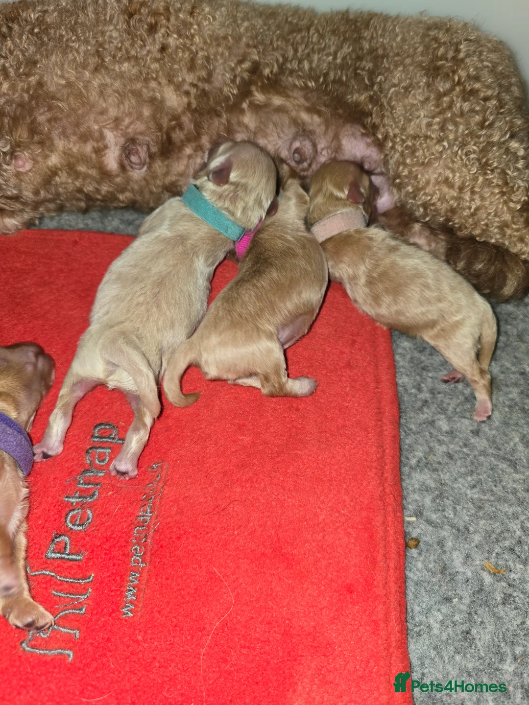 Maltese dogs for stud: Maltese kc champion lines health tested  for Stud  - Advert 14