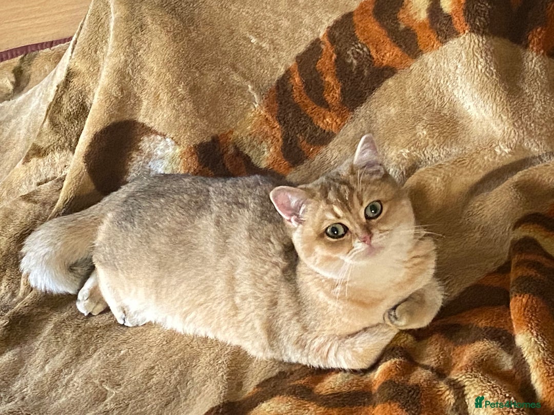 British Shorthair cats for sale: Golden Brit Female Cat- Looking for a Loving Home - Image 7