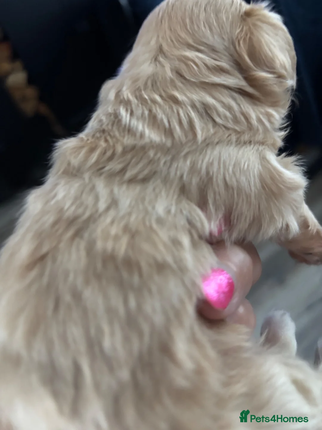 Maltipoo dogs for sale: Maltipoo male puppie  - Advert 7