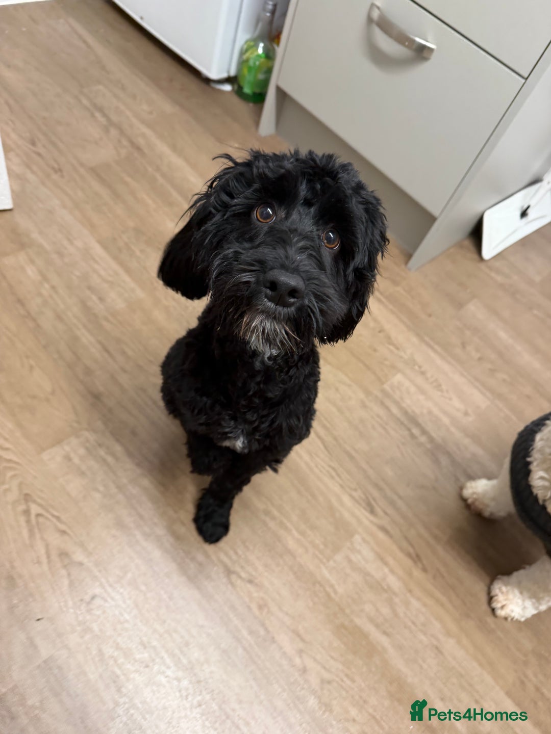 Cockapoo dogs for sale: 9 month old cockapoo femail - Advert 1