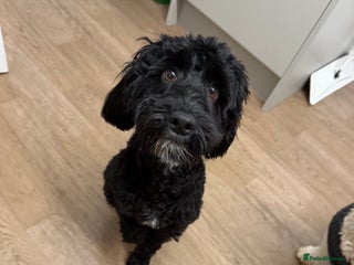 Cockapoo dogs 9 month old cockapoo femail - Advert 6