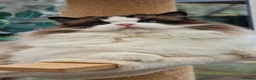 Ragdoll cats for sale: 🎀🐈Exclusive quality kittens🏆Champion parents🐈 - Advert 21