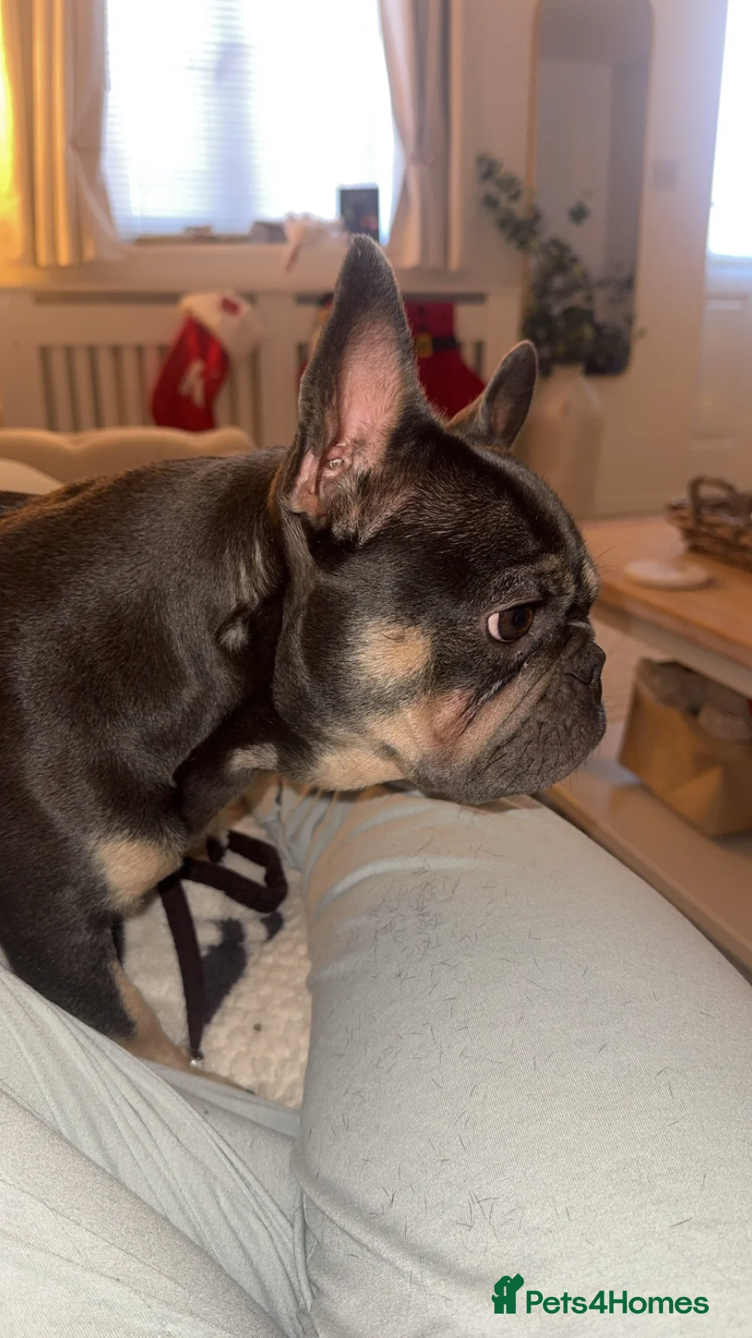 French Bulldog dogs for sale: Beautiful KC Registered French Bulldog Boys  - Advert 19