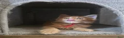 Maine Coon cats for sale: Maine Coon Red Tabby Gingers - Advert 15