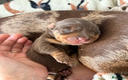 Dachshund dogs for sale: BEAUTIFUL Miniature Dachshund's  - Image 24