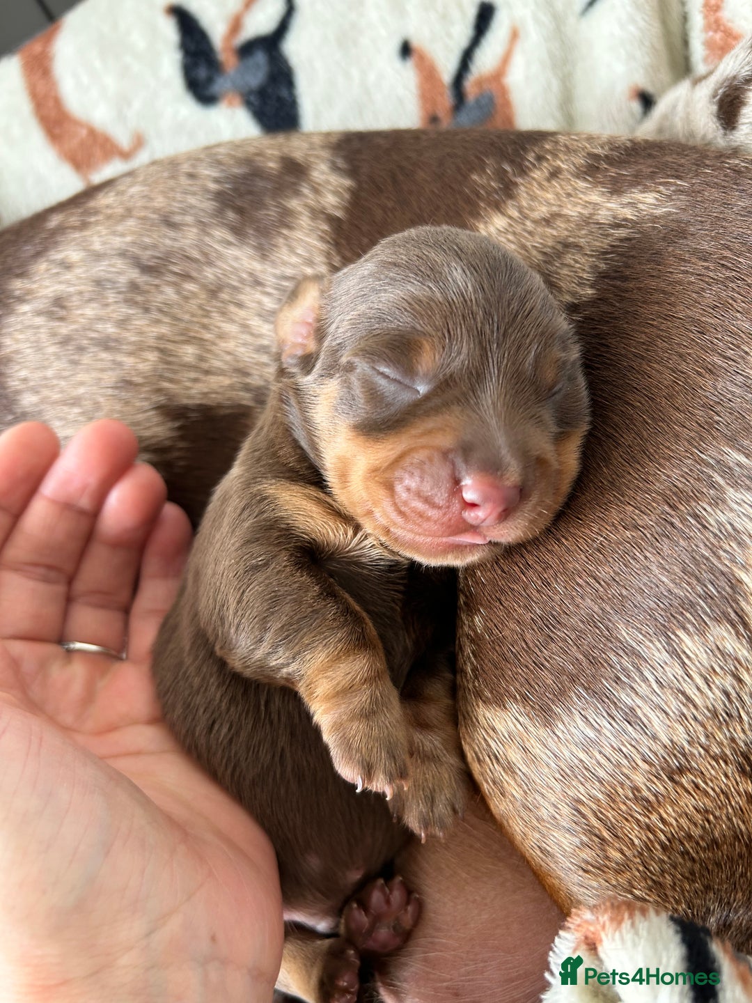 Dachshund dogs for sale: BEAUTIFUL Miniature Dachshund's  - Image 24