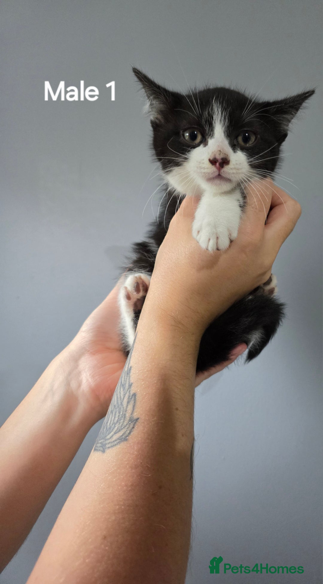 Mixed Breed cats for sale: British short hair cross breed kittens  - Image 5
