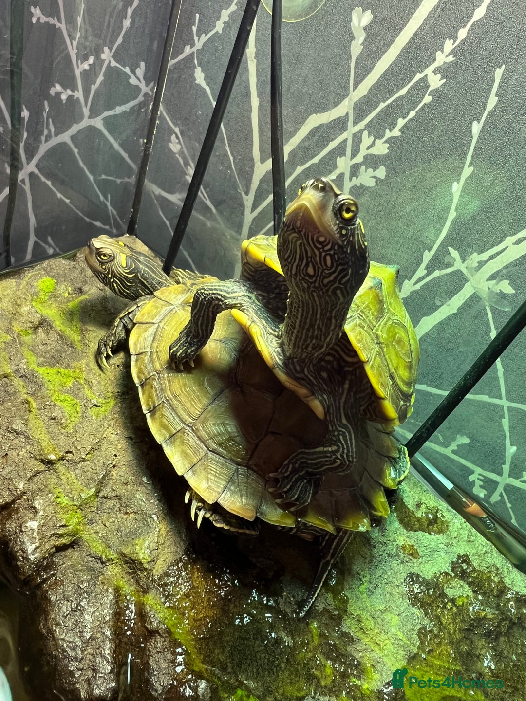 Turtle reptiles for sale: Mississippi Map Turtles - Image 10