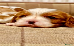 Cavalier King Charles Spaniel dogs for sale: 2 Female King Charles Cavaliers   - Advert 23