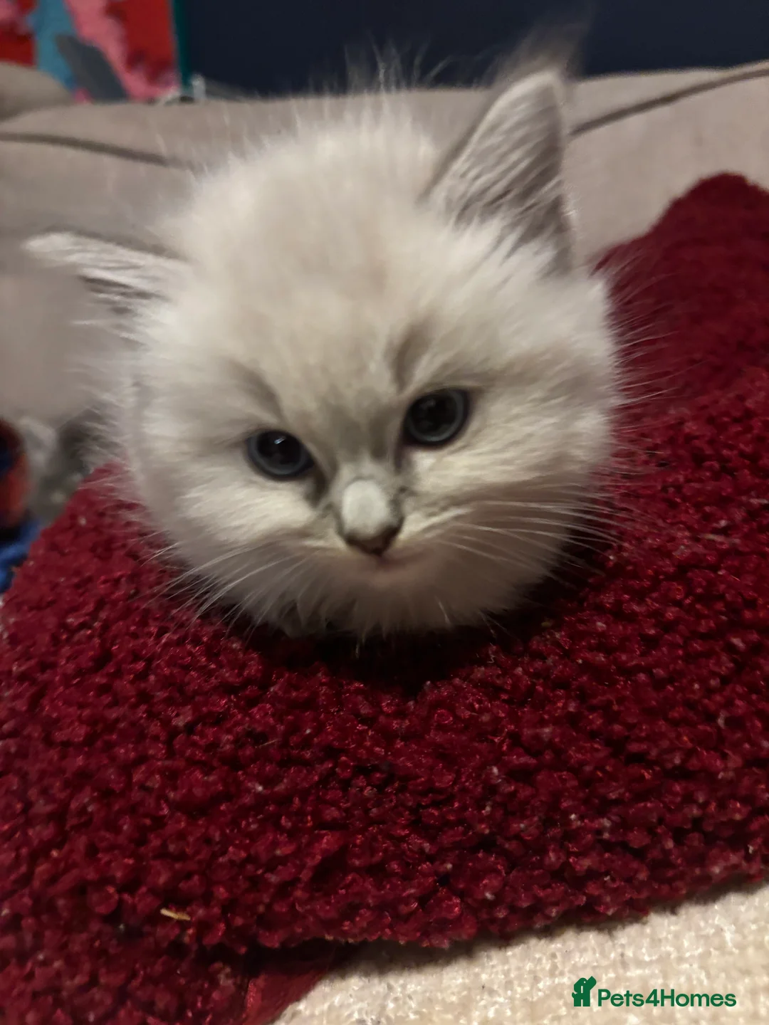Ragdoll cats for sale: 4 bundles of Ragdoll x joy - Advert 17