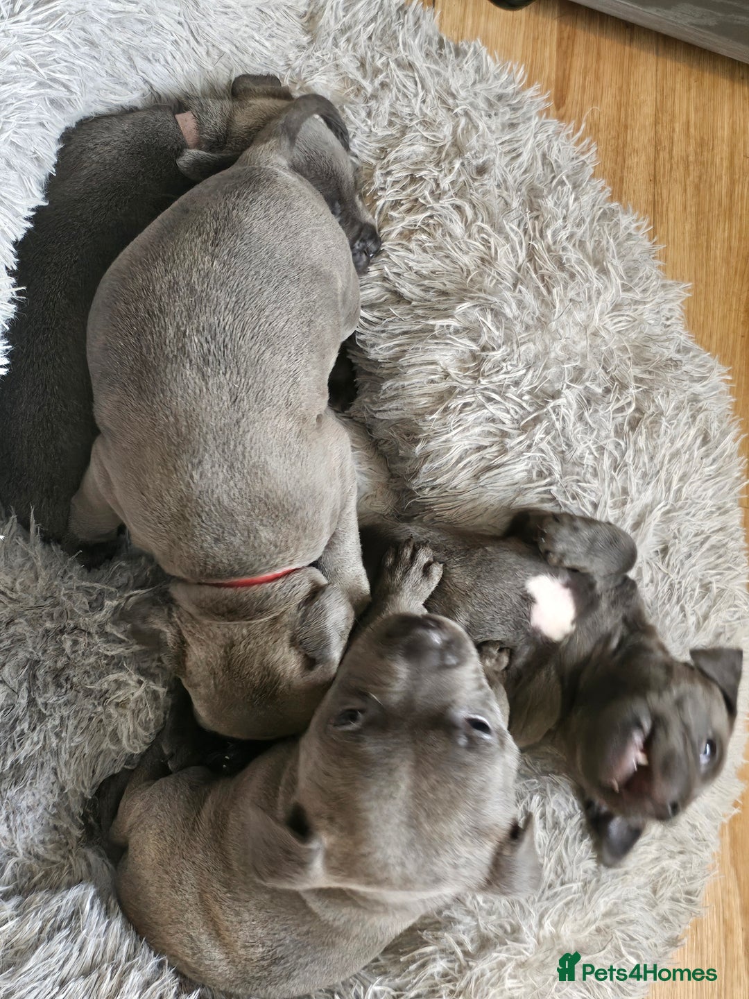 Staffordshire Bull Terrier dogs for sale: Staffordshire bull terrier  - Image 8