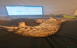 Bengal cats for sale: Bengal kitten  - Image 2
