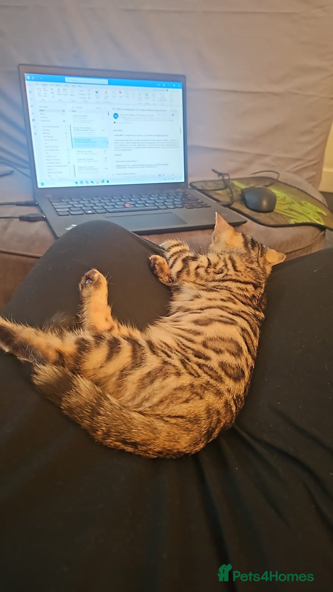 Bengal cats for sale: Bengal kitten  - Image 2