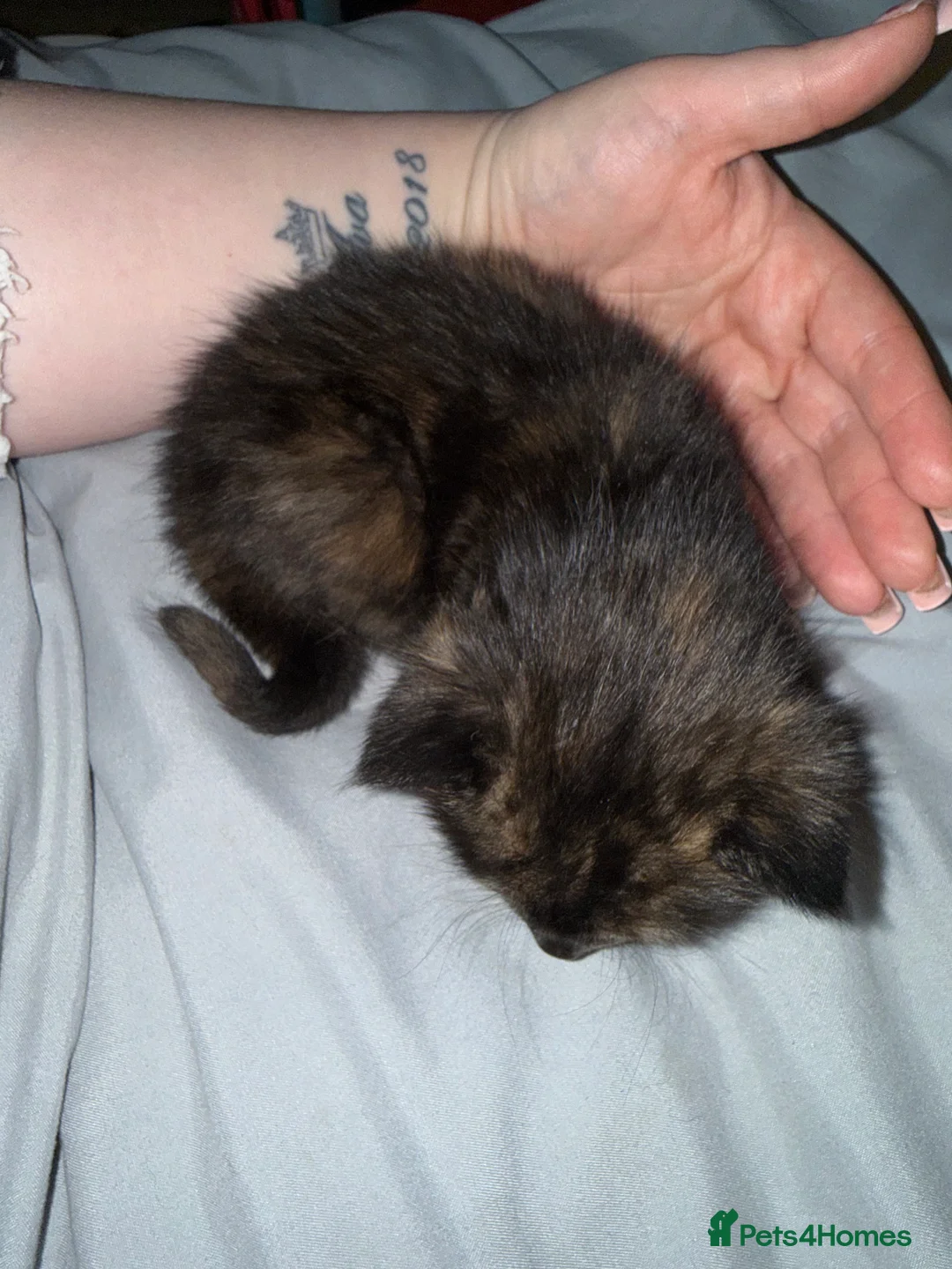 Mixed Breed cats for sale: Mixed bread kittens for sale  - Advert 5