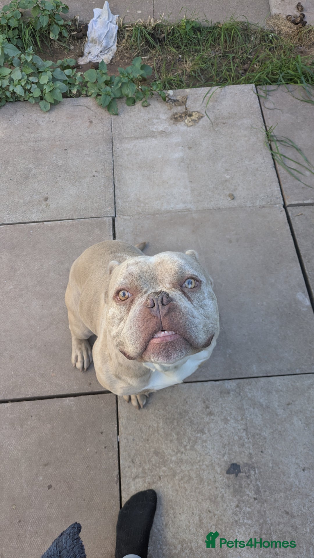 American Bully dogs for sale: Merle pocket bully  - Image 3