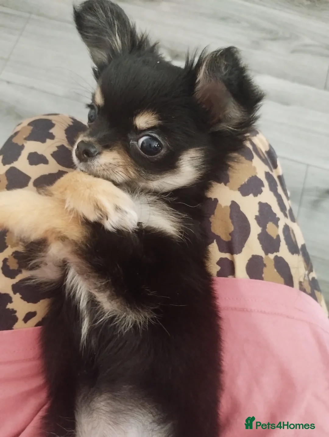 Chihuahua dogs for sale: Chihuahua girl  in Whitley Bay - Advert 3