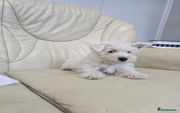 West Highland Terrier dogs for sale: KC REGISTERED WEST HIGHLAND TERRIERS - Image 11