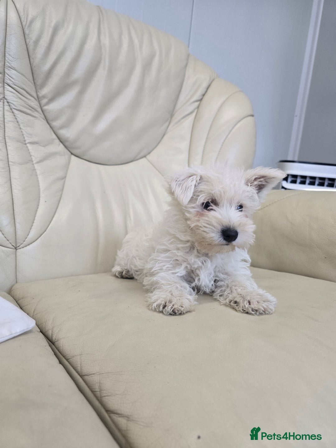 West Highland Terrier dogs for sale: KC REGISTERED WEST HIGHLAND TERRIERS - Image 11