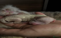 Maltese dogs for sale: Purebred Maltese Puppies for Sale - Image 3