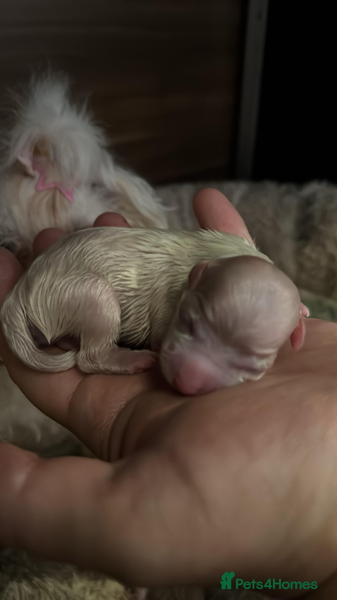 Maltese dogs for sale: Purebred Maltese Puppies for Sale - Image 3