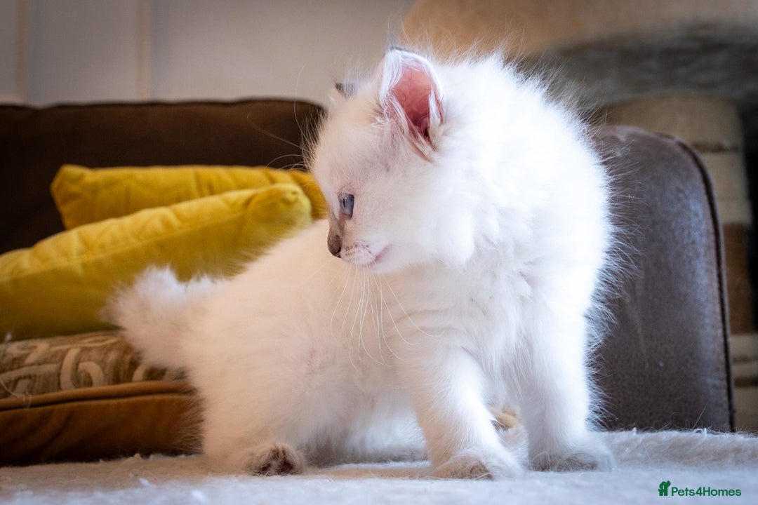 Ragdoll cats for sale: Ready Now GCCF Ragdoll Kittens Irresistibly Cuddly - Image 11