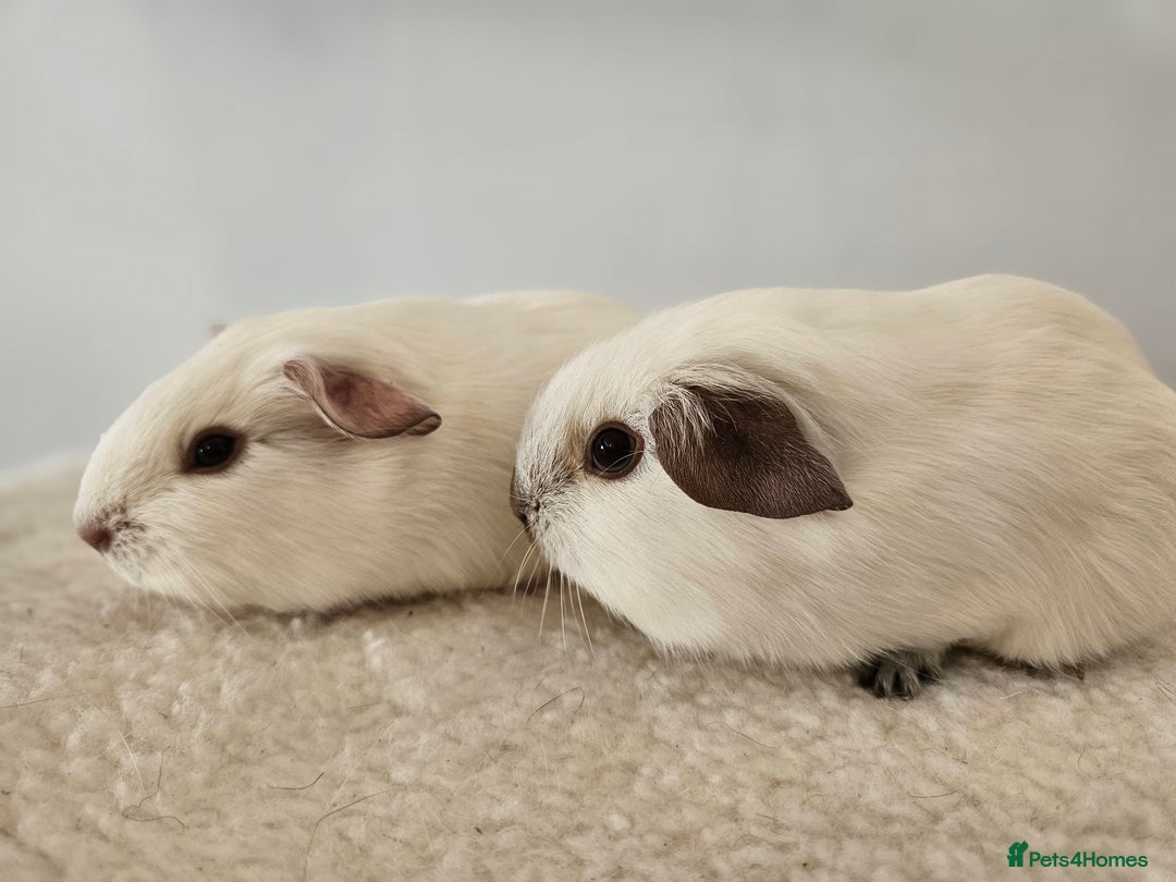 Guinea Pig rodents for sale: Bonded pairs of baby male guinea pigs  - Advert 7