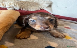 Miniature Dachshund dogs for sale: Miniature Longhaired Dachshunds ready 10.12.25 - Advert 13