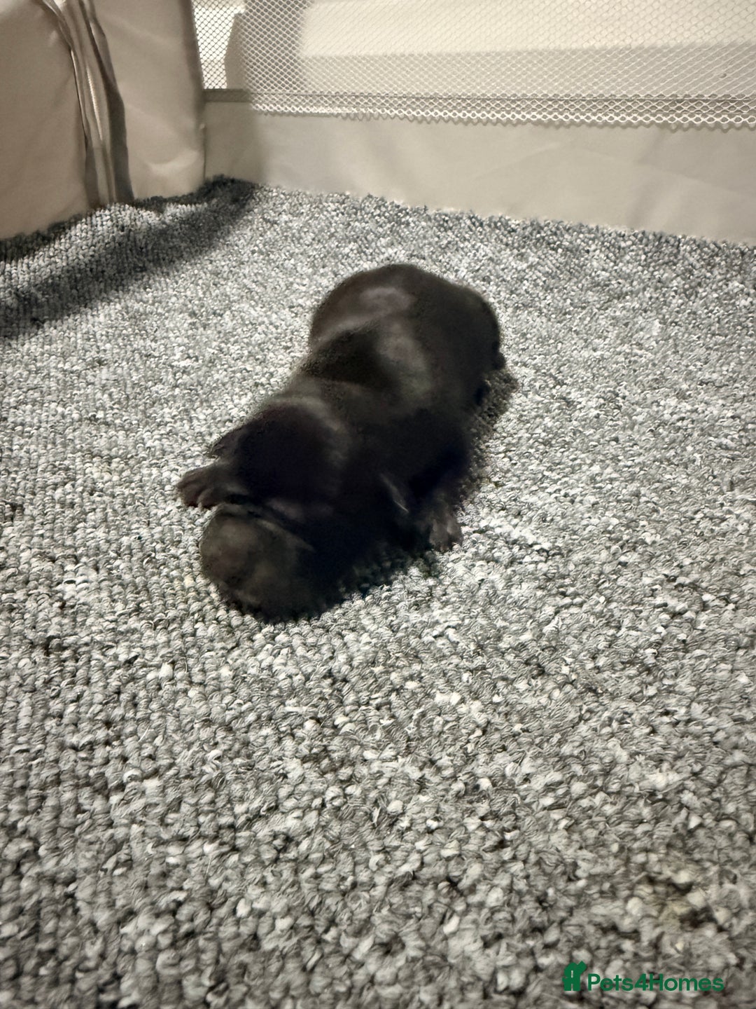 Mixed Breed dogs for sale: Beautiful cocker-Pei puppies - Advert 3