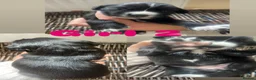 Sprocker dogs for sale: Gorgeous Sprocker spaniel puppies in Preston - Advert 2