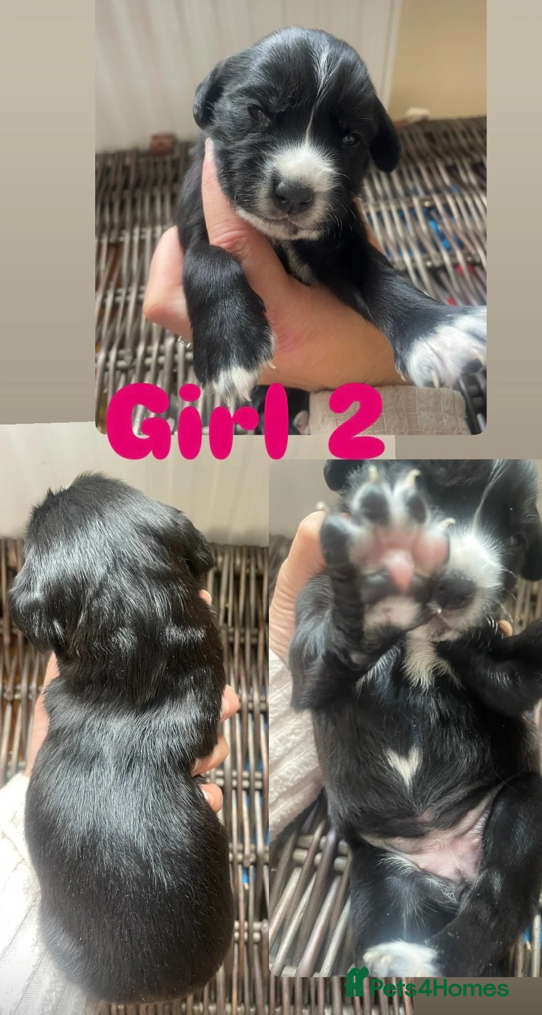 Sprocker dogs for sale: Gorgeous Sprocker spaniel puppies in Preston - Advert 2