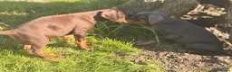 Dobermann dogs for sale: Doberman kennel club registered  - Advert 17
