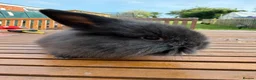 Mini Lion Lop rabbits for sale: 4 baby mini lion lop bunnies - Advert 16