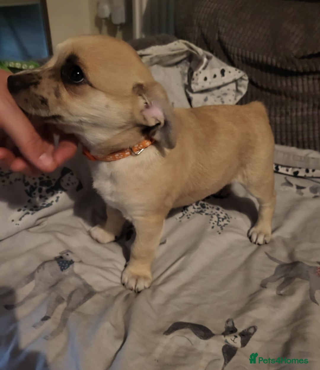 Mixed Breed dogs for sale: Fox terrier x chug puppies - Image 2