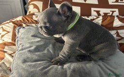 French Bulldog dogs for sale: French bulldog pups  - Image 3