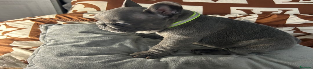 French Bulldog Puppy 2