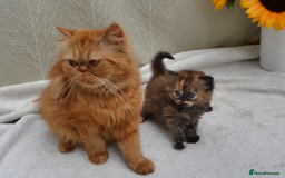 Exotic cats for sale: Stunning Persian Kittens!! - Image 11