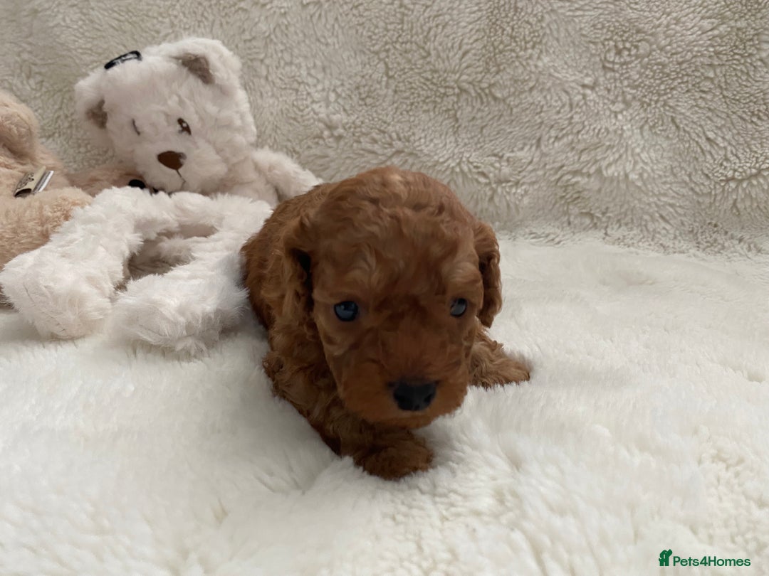 Cockapoo dogs for sale: Adorable cockapoo puppy’s  - Image 6