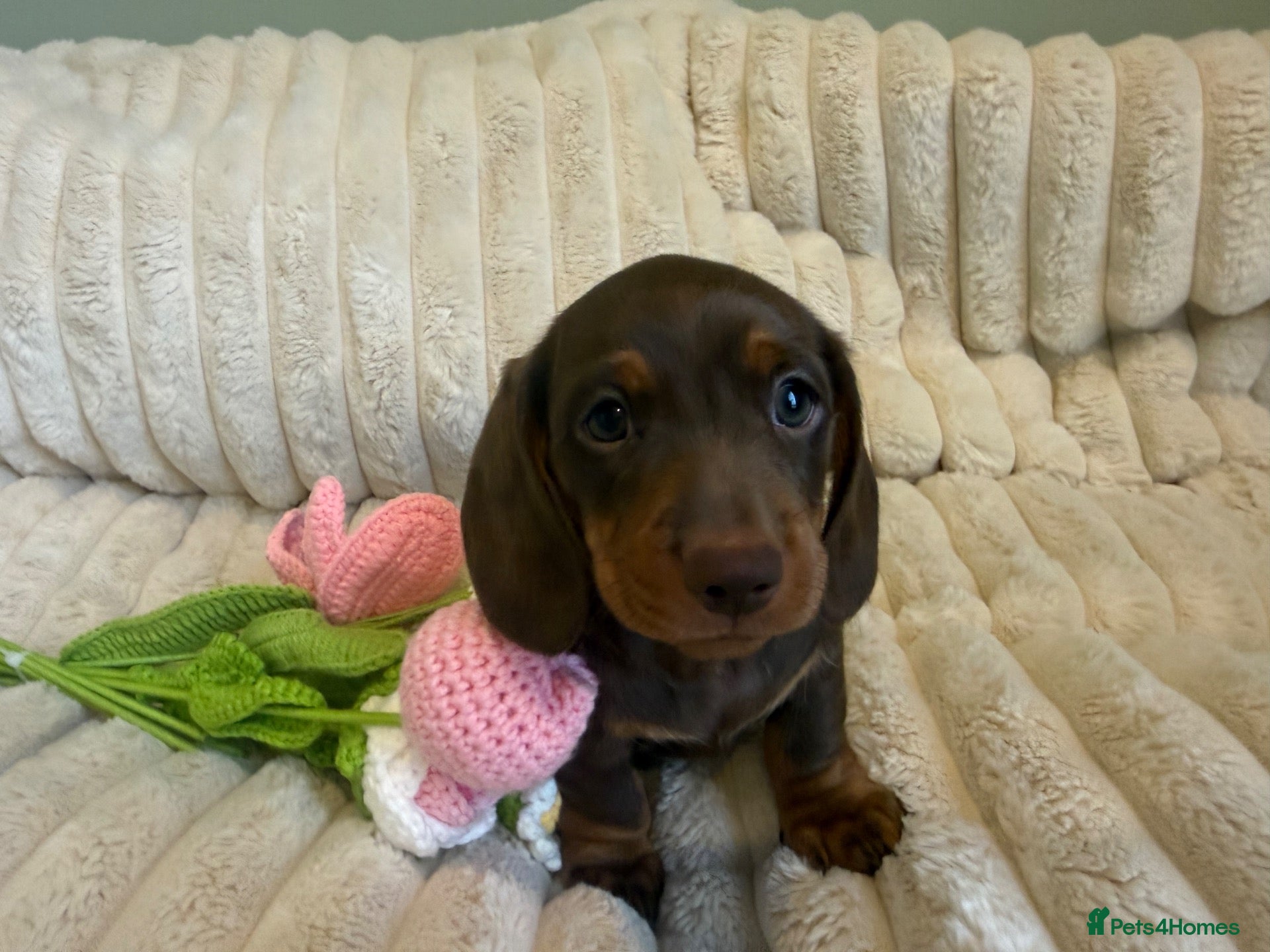 Miniature Dachshund dogs WHO WANTS TO TAKE ME HOME 🥰🐾 - Advert 1