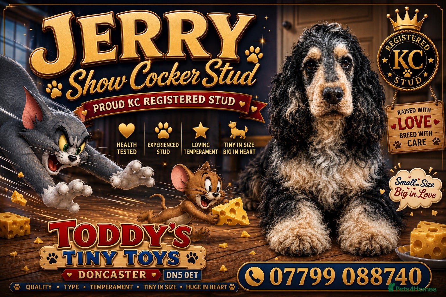 Cocker Spaniel dogs Blue roan and tan stud  - Advert 12
