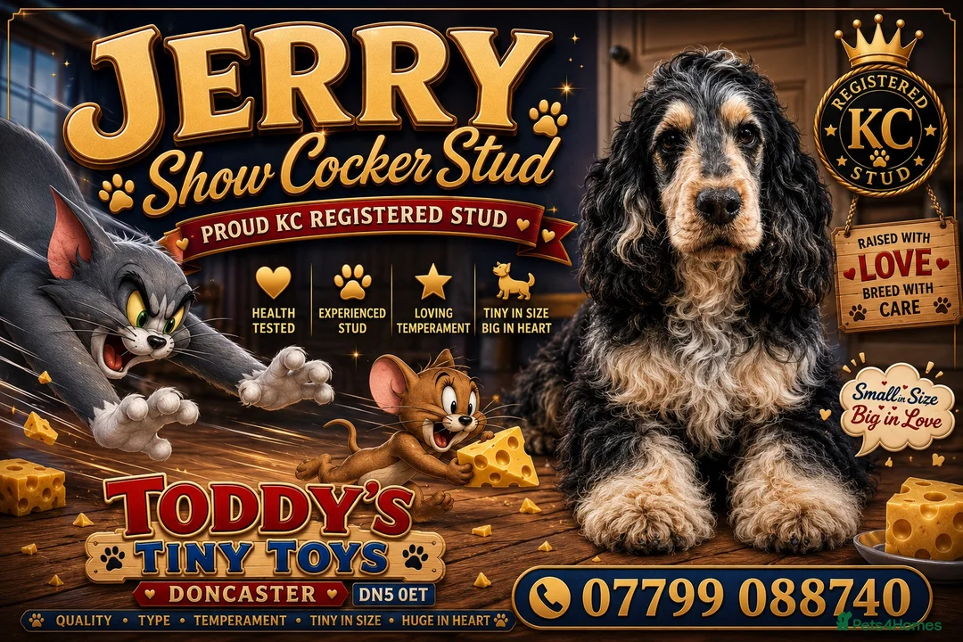 Cocker Spaniel dogs for stud: Blue roan and tan stud  - Advert 1