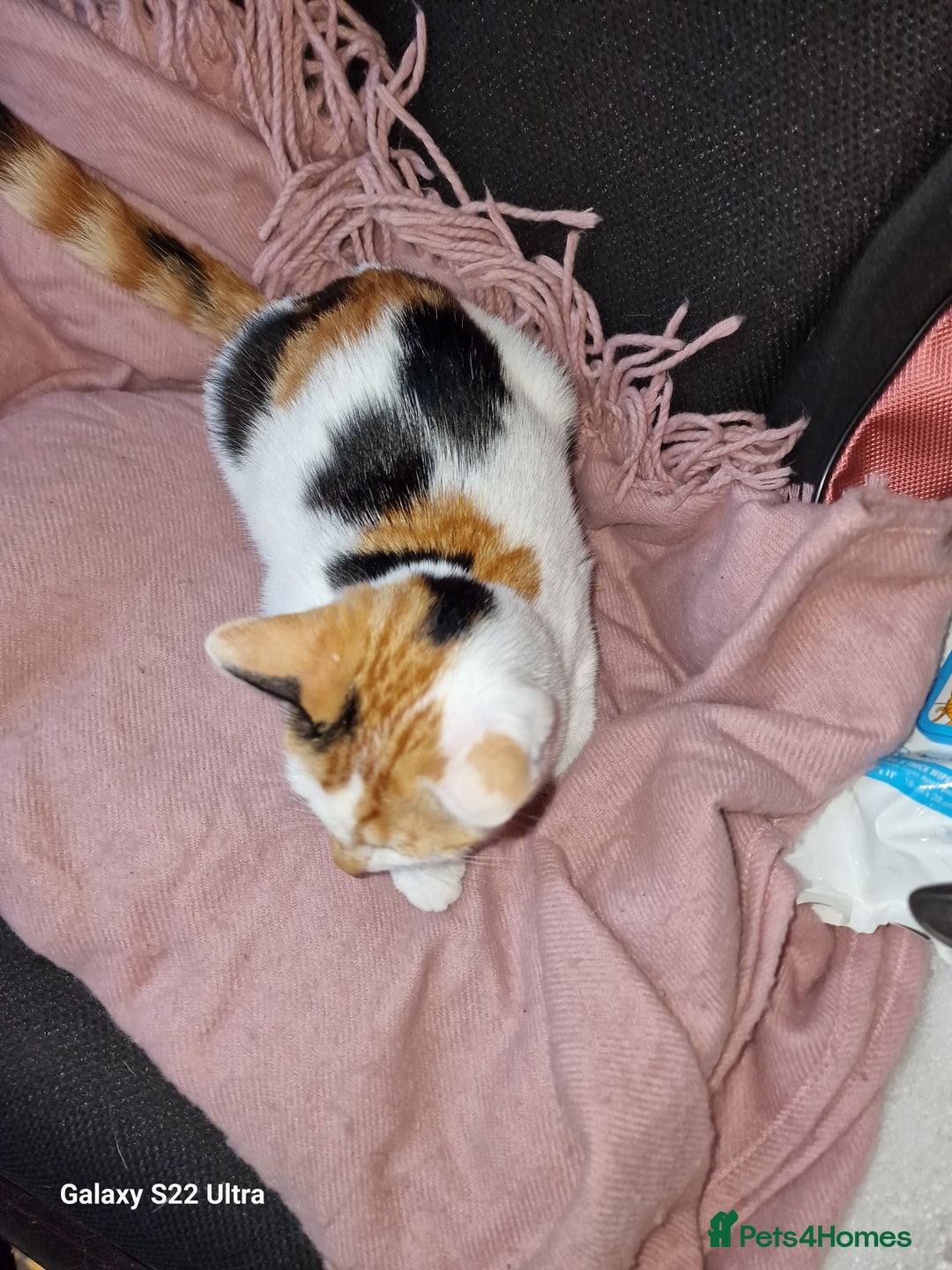 Mixed Breed cats for sale: Kitten - Image 7