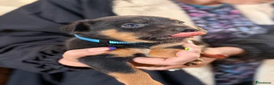 Biscuit