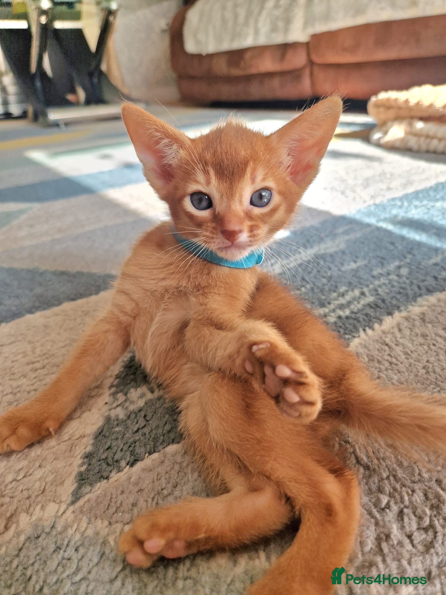 Abyssinian cats Abyssinian Kittens - Advert 1