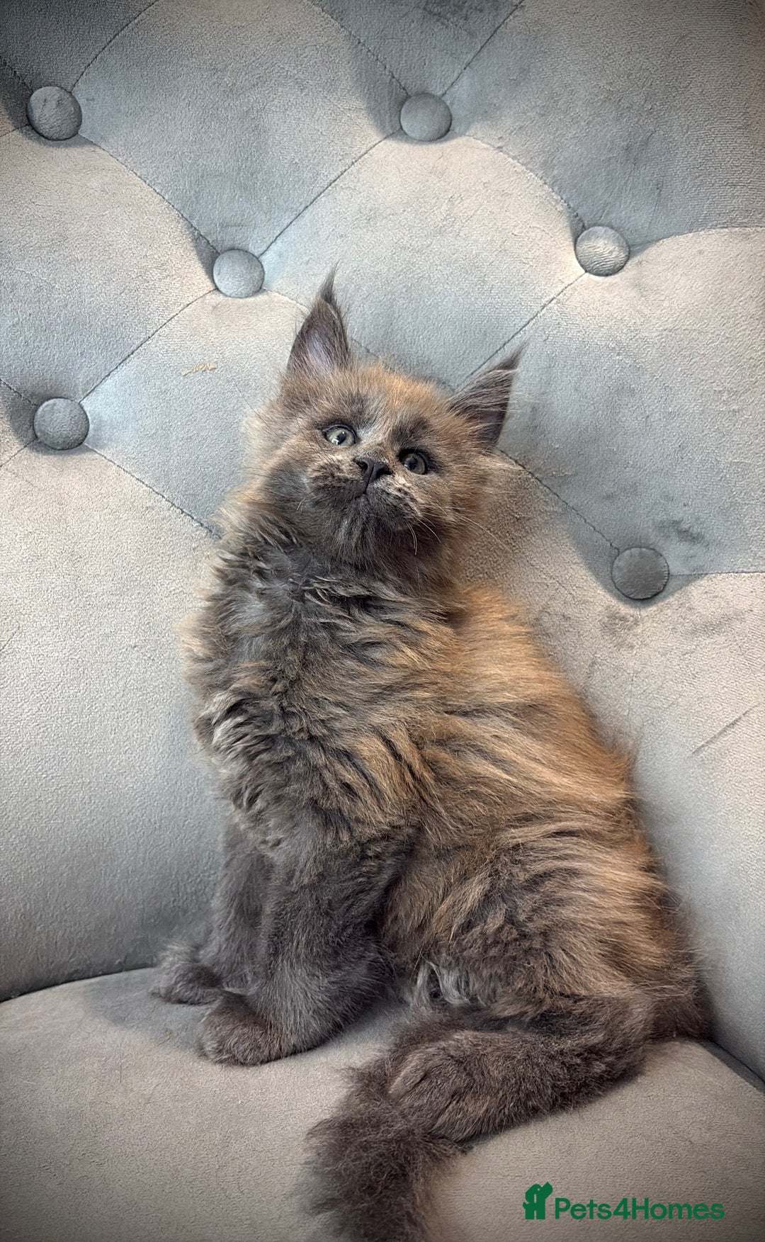 Maine Coon cats for sale: Maine Coone - Image 5