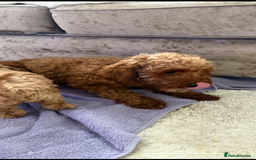 Cockapoo dogs for sale: F1bb petite cockerpoos  - Image 15