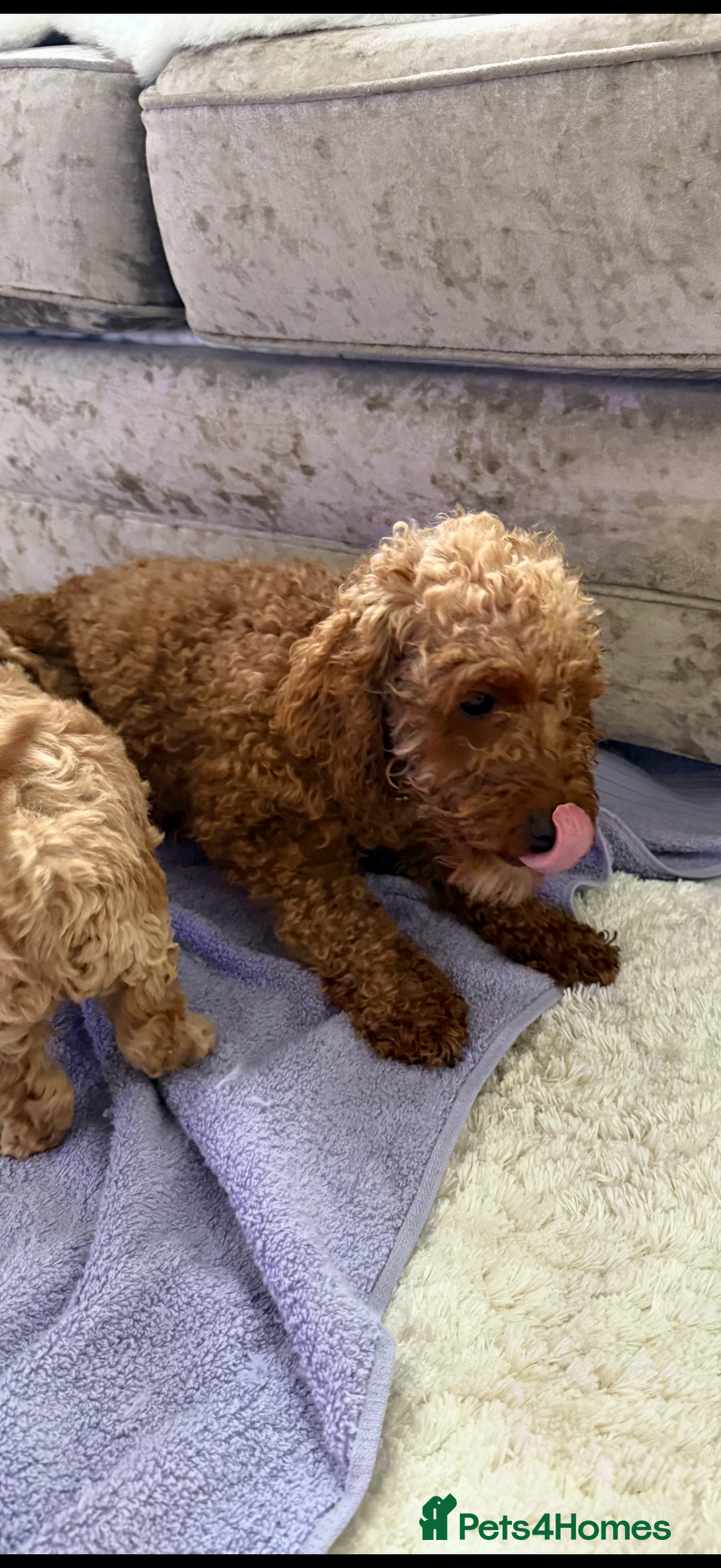 Cockapoo dogs for sale: F1bb petite cockerpoos  - Image 15