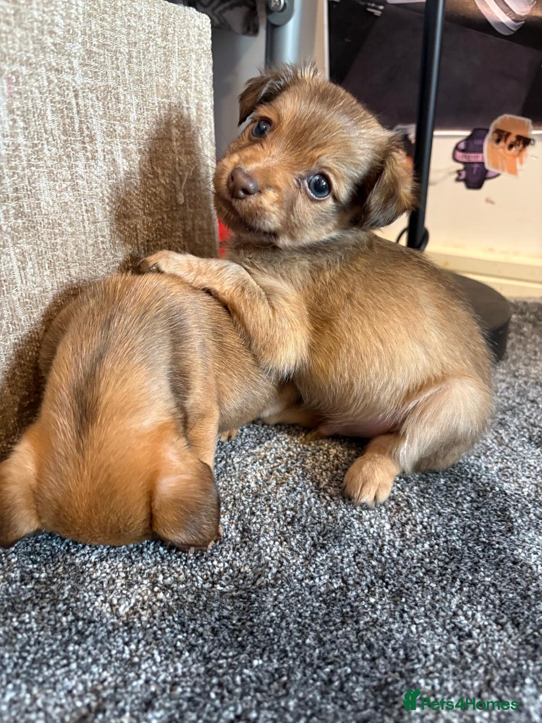 Mixed Breed dogs for sale: chihuahua mixed breed - Advert 23